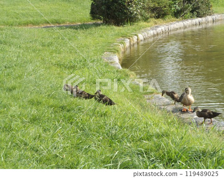 A mother and her ducklings leave Hamanoike Pond and go for a walk on land A mother and her ducklings leave Hamanoike Pond and go for a walk on land 119489025