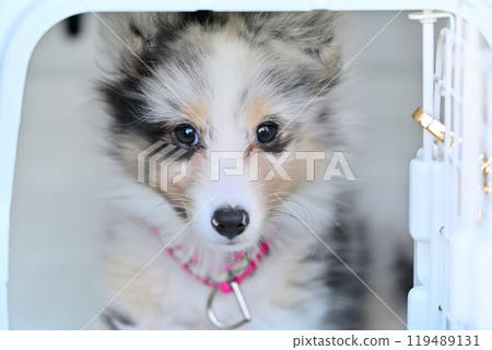 可愛的小狗喜樂蒂小狗喜樂蒂牧羊犬 可愛的小狗喜樂蒂小狗喜樂蒂牧羊犬 119489131