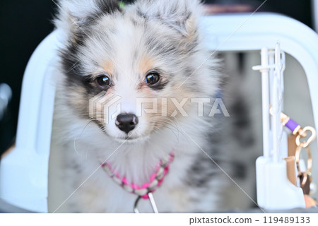 Cute puppy Sheltie Puppy Shetland Sheepdog 119489133