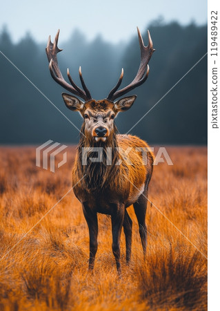 Majestic stag stands proudly in a misty forest meadow during early morning hours 119489422
