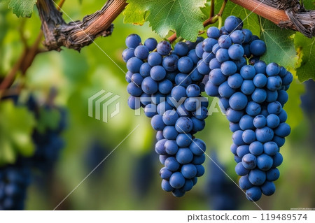 Ripe blue grapes hanging from vineyard vines in the late afternoon sun Ripe blue grapes hanging from vineyard vines in the late afternoon sun 119489574