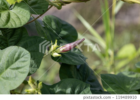 Blue-purple morning glory buds 119489910