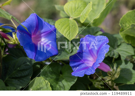 藍紫色 noasagao 花 119489911