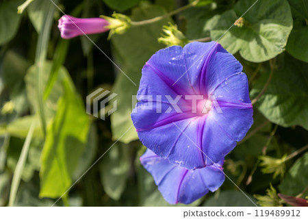 Blue-purple morning glory flowers 119489912