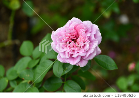 羅斯“克萊爾·馬歇爾” 119490626