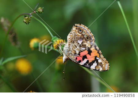 臭蝴蝶 臭蝴蝶 119490858