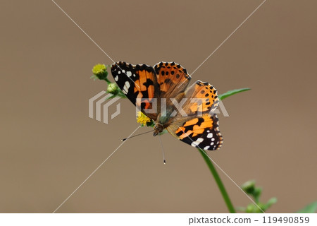 Stinky Butterfly Stinky Butterfly 119490859