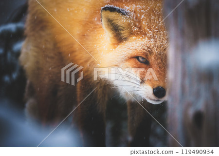Foxes at Kitakitsune Ranch in Kitami, Hokkaido in winter 119490934