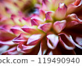 大麗花花瓣 119490940