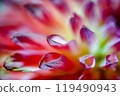 大麗花花瓣 119490943