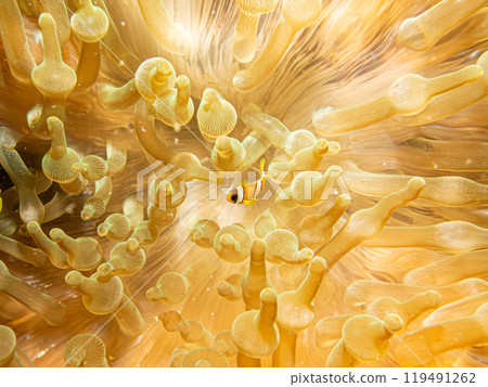 Clark's anemonefish, Amphiprion clarkii, and bubble-tip anemone, or entacmaea quadricolor 119491262