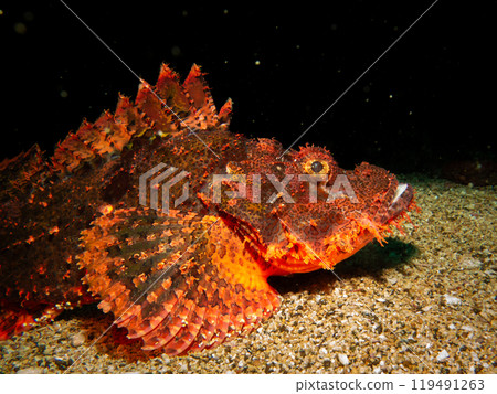 Papuan Scorpionfish, Scorpaenopsis papuensis, found at a coral reef in Puerto Galera, Philippines. Papuan Scorpionfish, Scorpaenopsis papuensis, found at a coral reef in Puerto Galera, Philippines. 119491263