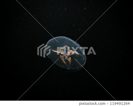 A Moon jellyfish or Aurelia aurita with black seawater background. Picture from, Malmo Sweden. A Moon jellyfish or Aurelia aurita with black seawater background. Picture from, Malmo Sweden. 119491264