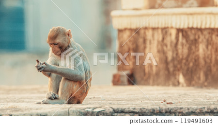 Jaipur, Rajasthan, India. Monkey Sit On Rooftop Of Hindu Temple. Bonnet Macaque - Macaca Radiata Or Zati. Every Day Life Of India. Monkey Combing Out Fleas 119491603