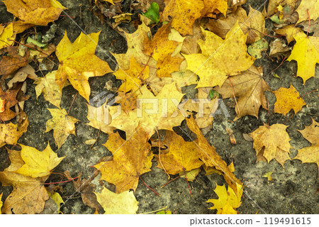Background of yellow maple leaves lying on the ground Background of yellow maple leaves lying on the ground 119491615