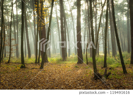 Misty autumn forest 119491616