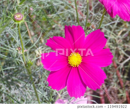 紅色波斯菊2 紅色波斯菊2 119491922