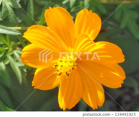 橙色波斯菊 橙色波斯菊 119491923