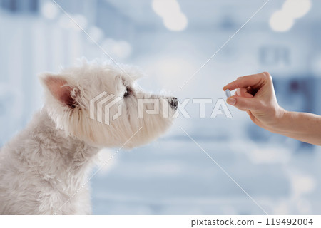 veterinarian giving pill to white dog close up in veterinary clinic, dog treatment 119492004