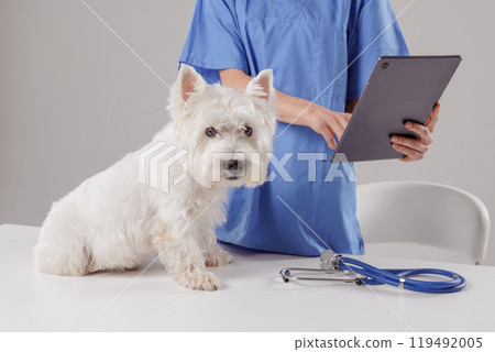 Female veterinarian assessing health of white dog on tablet computer at Modern Veterinary Clinic 119492005