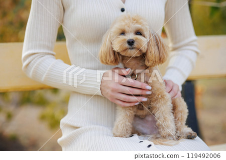 cute little toy poodle dog sitting on girl's lap in beige clothes in park, love for pets 119492006
