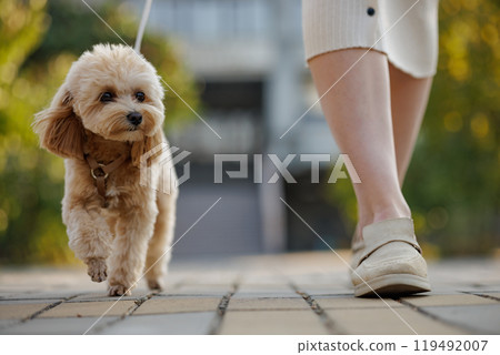 Man walking happy brown toy poodle dog in park, dog walking, 119492007