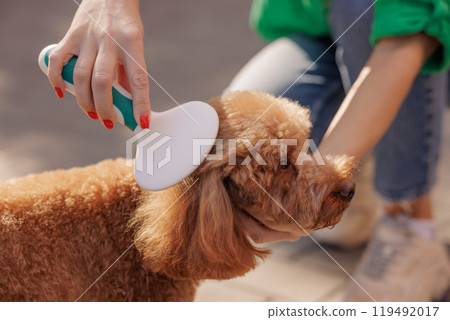 girl brushing fur of cute curly brown toy poodle dog in park, close up. pet care, dog brush 119492017