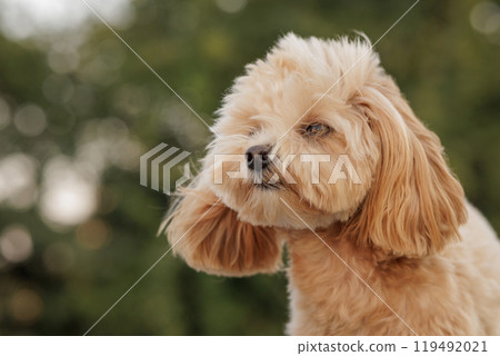 portrait of cute brown dog toy poodle in the wind in the park, strong wind portrait of cute brown dog toy poodle in the wind in the park, strong wind 119492021