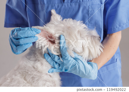 Young female veterinarian examining ear of West Highland White Terrier dog on white background 119492022
