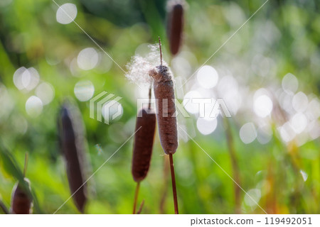 Cattails standing in an autumn marsh - A landscape photo capturing the silence and vitality of nature Cattails standing in an autumn marsh - A landscape photo capturing the silence and vitality of nature 119492051