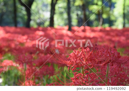 埼玉縣金查庫田的蜘蛛百合在陽光明媚的早晨盛開 119492092