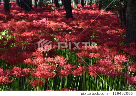Full-blooming red spider lilies on a sunny morning in Kinchakuda, Saitama Full-blooming red spider lilies on a sunny morning in Kinchakuda, Saitama 119492096
