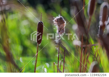 Cattails standing in an autumn marsh - A landscape photo capturing the silence and vitality of nature Cattails standing in an autumn marsh - A landscape photo capturing the silence and vitality of nature 119492204