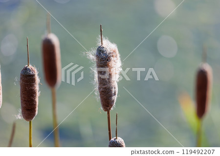 Cattails standing in an autumn marsh - A landscape photo capturing the silence and vitality of nature Cattails standing in an autumn marsh - A landscape photo capturing the silence and vitality of nature 119492207