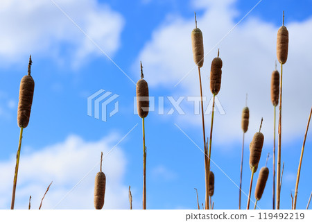 秋天濕地裡的香蒲穗,捕捉了大自然的靜謐與生機。 秋天濕地裡的香蒲穗,捕捉了大自然的靜謐與生機。 119492219