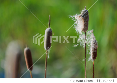 Cattails standing in an autumn marsh - A landscape photo capturing the silence and vitality of nature Cattails standing in an autumn marsh - A landscape photo capturing the silence and vitality of nature 119492221