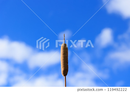 Cattails standing in an autumn marsh - A landscape photo capturing the silence and vitality of nature 119492222