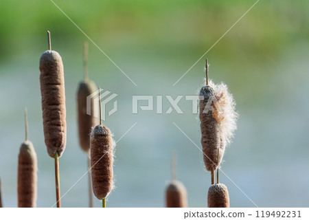 Cattails standing in an autumn marsh - A landscape photo capturing the silence and vitality of nature 119492231