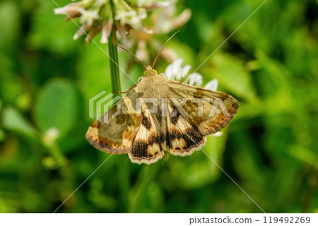 A yellow and brown clover moth sucking nectar from a white clover 119492269