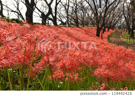 Raindrops dripping from the red spider lilies at Gongendo Temple in Saitama Raindrops dripping from the red spider lilies at Gongendo Temple in Saitama 119492428
