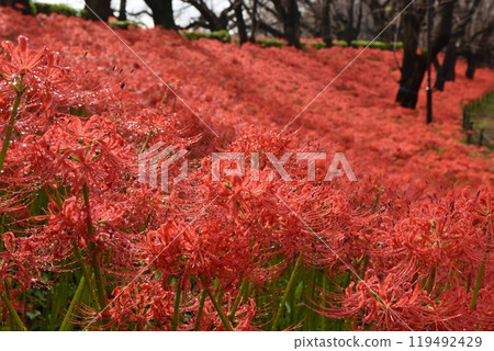 埼玉縣權現堂的蜘蛛百合，雨後有雨滴 119492429