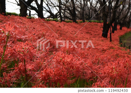 Raindrops dripping from the red spider lilies at Gongendo Temple in Saitama Raindrops dripping from the red spider lilies at Gongendo Temple in Saitama 119492430