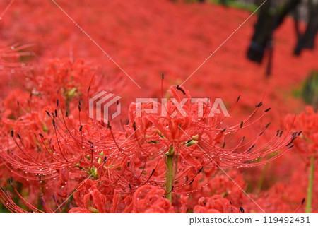 Raindrops dripping from the red spider lilies at Gongendo Temple in Saitama 119492431