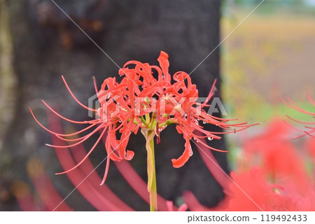 Raindrops dripping from the red spider lilies at Gongendo Temple in Saitama 119492433