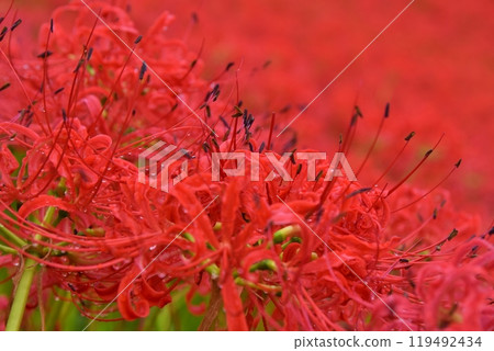 Raindrops dripping from the red spider lilies at Gongendo Temple in Saitama 119492434