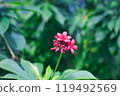 Red flower	 119492569