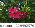 Red hibiscus 119492570