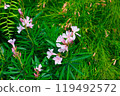 Pink flowers bloomed 119492572