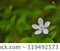  White flower 119492573