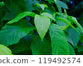 Leaves of broad-leaved trees after the rain 119492574